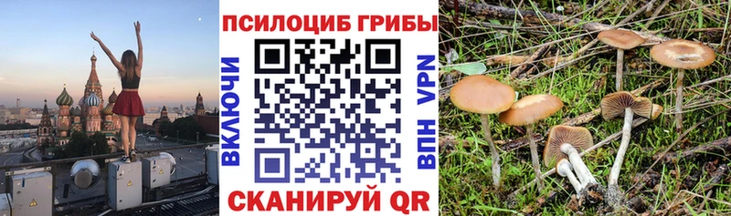 Псилоцибиновые грибы прущие грибы  Приволжск 